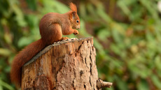 Eichhörnchen (30).jpg